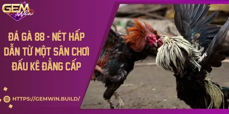 Đá gà 88 - Nét hấp dẫn từ một sân chơi đấu kê đẳng cấp