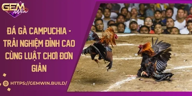 Đá gà Campuchia - Trải nghiệm đỉnh cao cùng luật chơi đơn giản